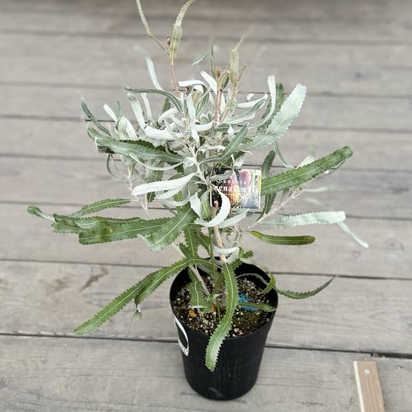 Amazon｜観葉植物 鉢花 苗：バンクシア メンジーシー*6号